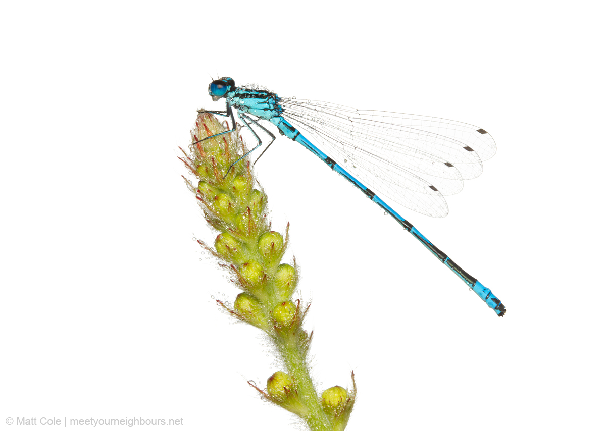 MYN Azure Damselfly